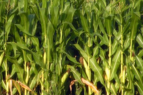 龙垦1753玉米品种的特性，每亩留苗4000－4500株