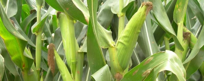 安华K58玉米种子特征特性，选中等以上肥力地块种植