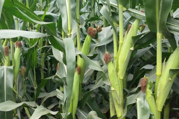 安华K47玉米种子介绍，适应区4月下旬至5月上旬播种