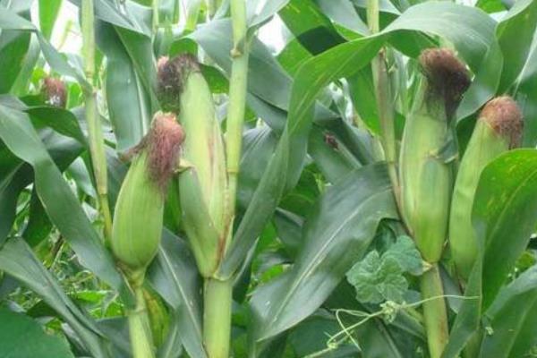 安华K58玉米种子特征特性，选中等以上肥力地块种植