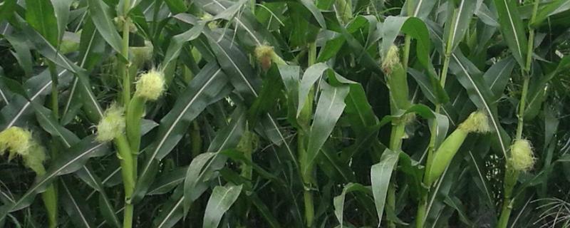 嘉禧100玉米种子特征特性，适应区4月下旬至5月上旬播种