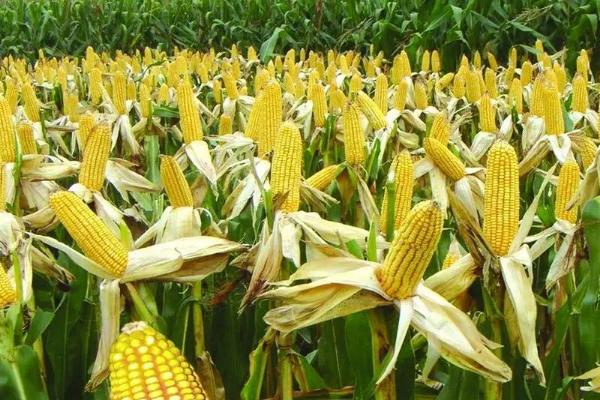 敦玉32玉米种子特征特性，每亩保苗4500－4800株
