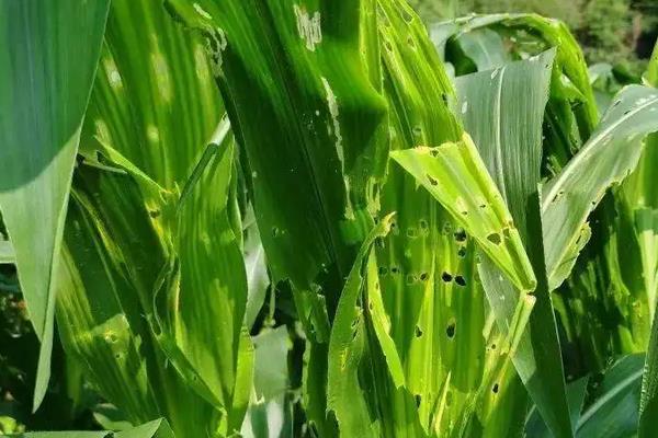 联创102玉米种子特征特性，适应区4月下旬至5月上旬播种
