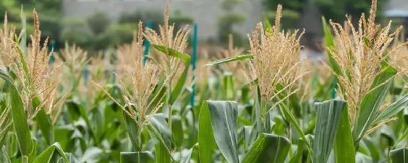 金苑玉177玉米种子特征特性，苗期注意防治地下害虫