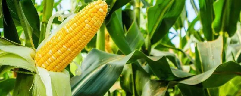 农华316玉米种子特征特性，适应区4月下旬至5月上旬播种
