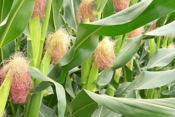 翔耕559玉米种子特征特性，适应区4月下旬至5月上旬播种