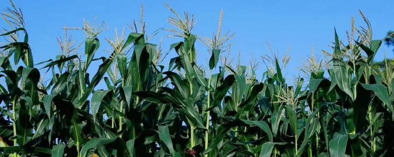 苏玉糯802玉米品种的特性，一般纯作每亩3500株
