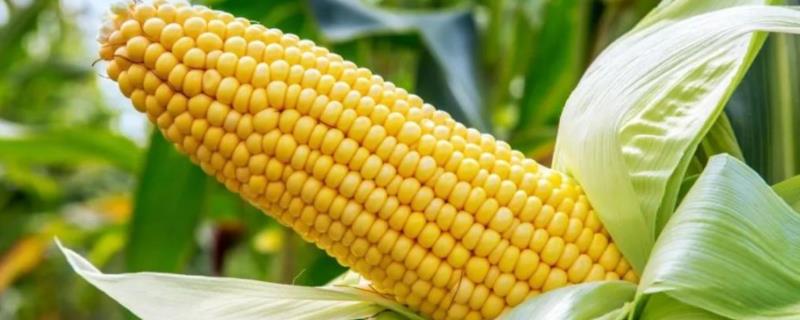 双甜2018玉米品种简介，6月下旬至7月下旬播种