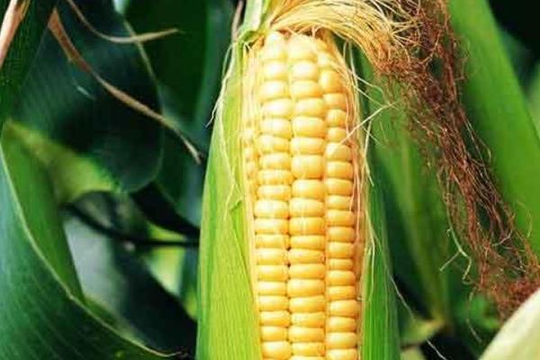 双甜2018玉米品种简介，6月下旬至7月下旬播种