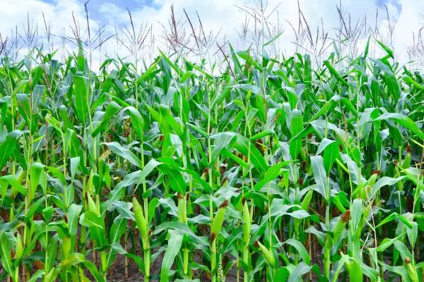 吉糯28玉米种子特征特性，适宜中等肥力以上地块栽培