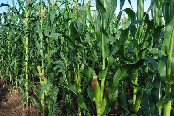 群策518玉米品种的特性，亩植密度以3000株左右为宜