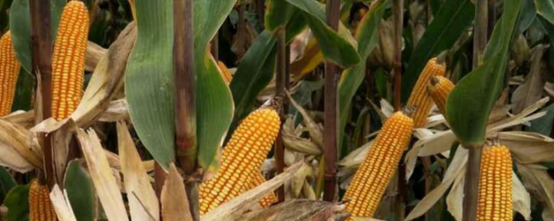 群策518玉米品种的特性，亩植密度以3000株左右为宜