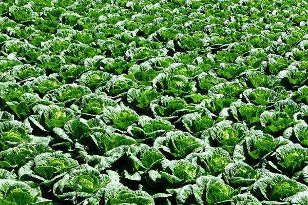 大白菜多少度就会停止生长，-8℃以下便停止生长并会产生冻害