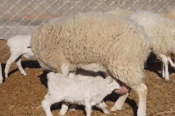 母羊脱肛羊羔能生出来吗，可以生产但产后需及时治疗