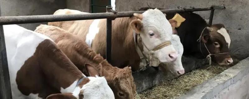 怎么喂刚下小牛的母牛，可以加大它们的饲料投喂量