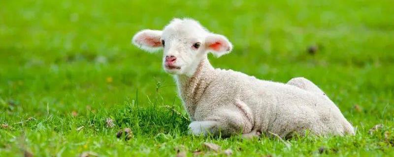羊如何多产羊羔，可与多产品种羊杂交配种