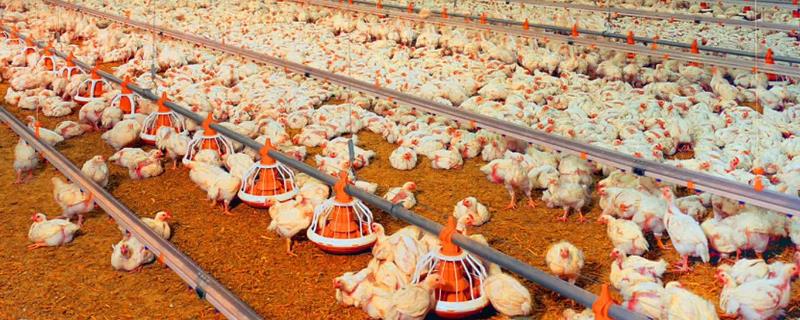 大棚养殖肉鸡需要多少成本，每个大棚建设成本为2万元左右