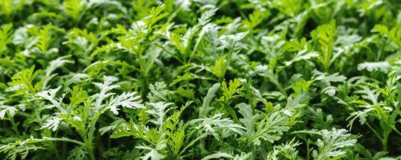 茼蒿是割一茬长一茬的吗，割了一茬后一个月后可再次采割