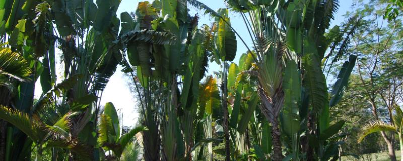 热带植物有什么习性，攀援性强且喜欢湿热
