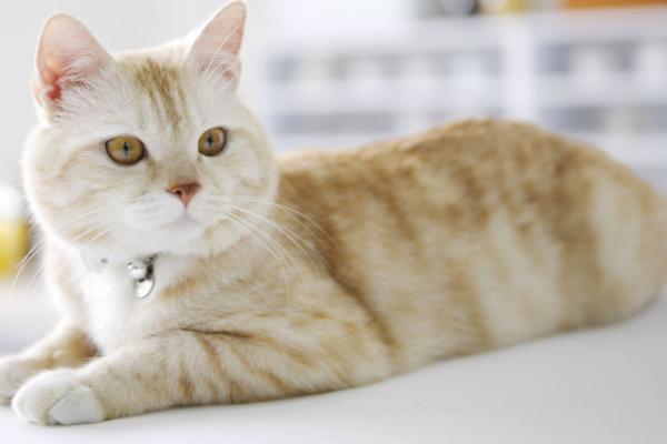 猫自发性膀胱炎症状，会出现乱排尿、尿频等行为