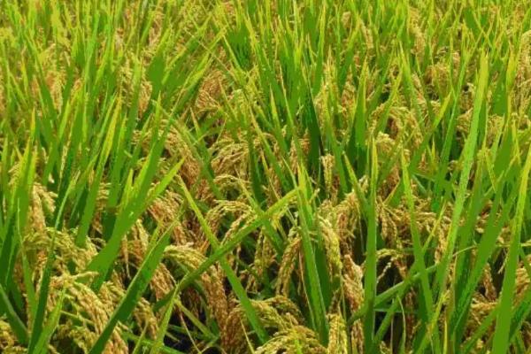 九优27占水稻种简介，属于籼型三系杂交水稻品种