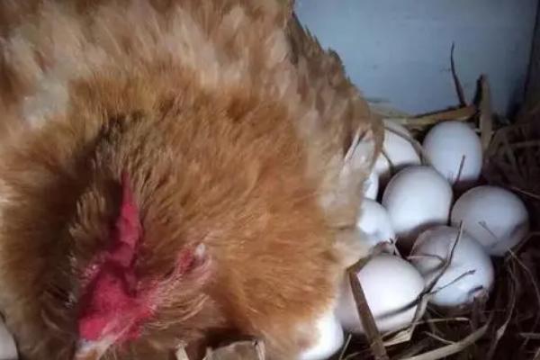 公鸡踩一次母鸡能管几个蛋，能管10-20个蛋