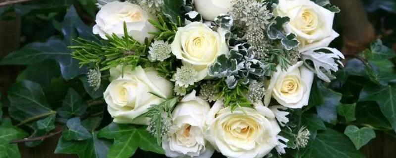白玫瑰有什么含义，表示纯洁、浪漫、庄重与尊敬