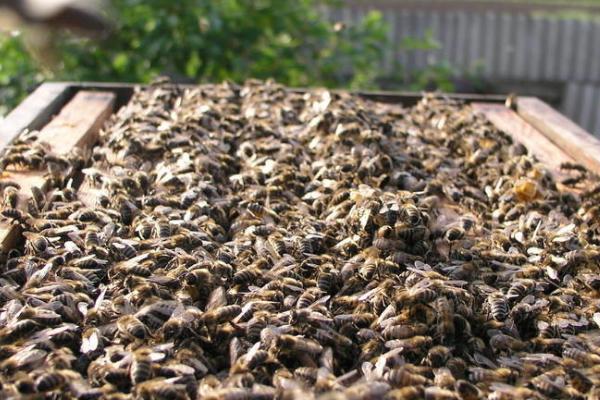 双王群春繁有什么技巧，初有进蜜时巢箱里每只蜂王留2脾