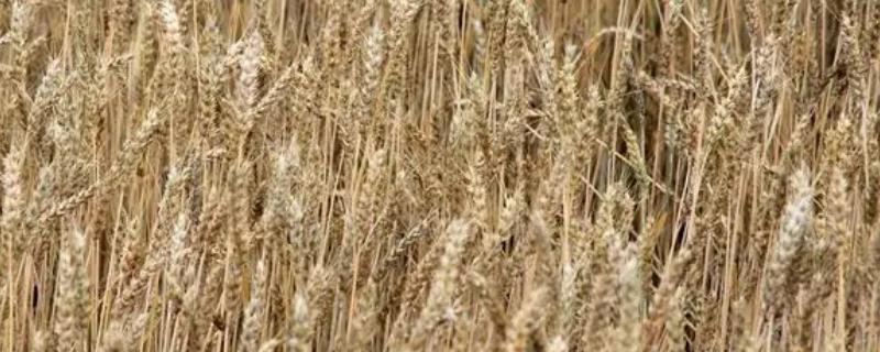 衡观35小麦品种简介，产量通常为500-550kg
