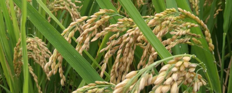 水稻生长周期为多少天，因品种而异