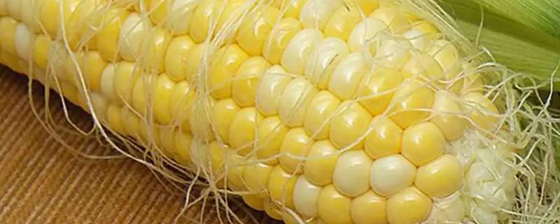 荣玉98玉米品种的特性，中抗穗腐病