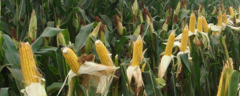 FL702玉米品种简介，适宜中等以上肥力地块种植
