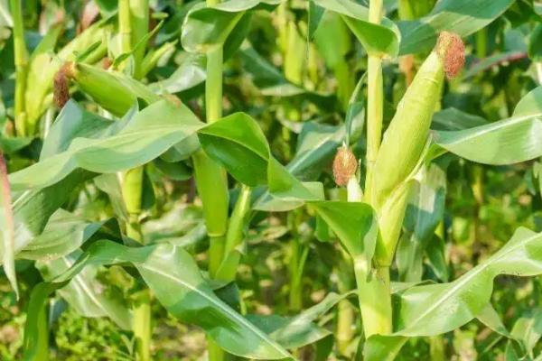 真金308玉米种子特征特性，花期每亩追施尿素10千克