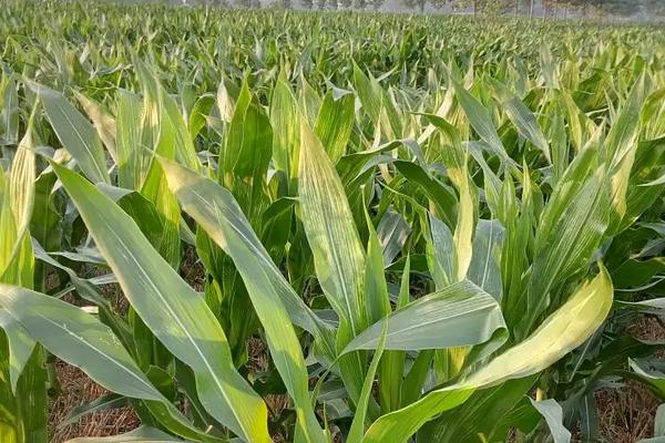 FL702玉米品种简介，适宜中等以上肥力地块种植