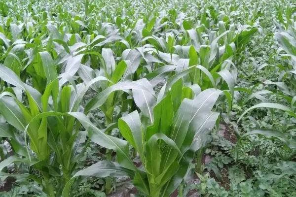 金玉168玉米品种简介，中抗茎腐病