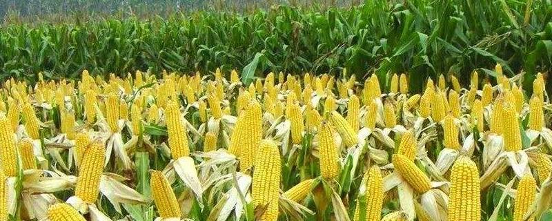 鲁星702玉米品种简介，播种时可带种肥30千克左右