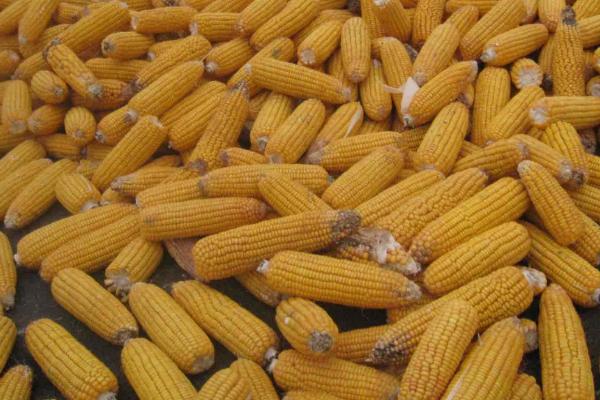 强硕68玉米品种的特性，注意防治瘤黑粉病等病害