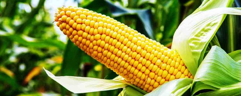 登海1810玉米品种简介，适宜播期在6月上旬为宜