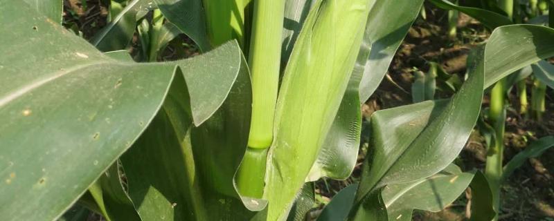 海平605玉米种子特点，大喇叭口期防治玉米螟