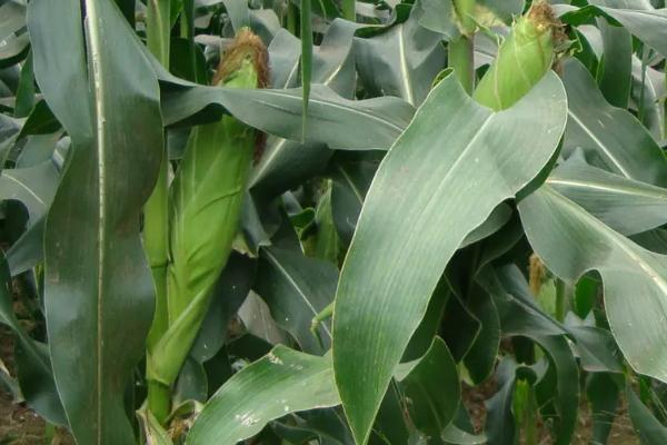 荣玉98玉米品种的特性，中抗穗腐病