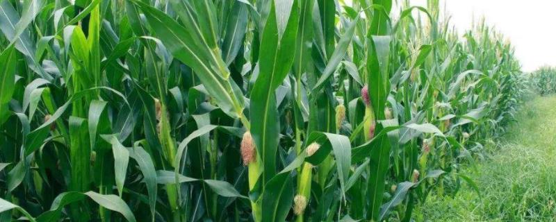 京科927玉米种子简介，中等肥力以上地块栽培