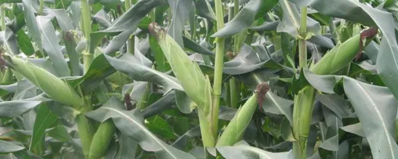 保玉176玉米品种的特性，适宜密度每亩4500株