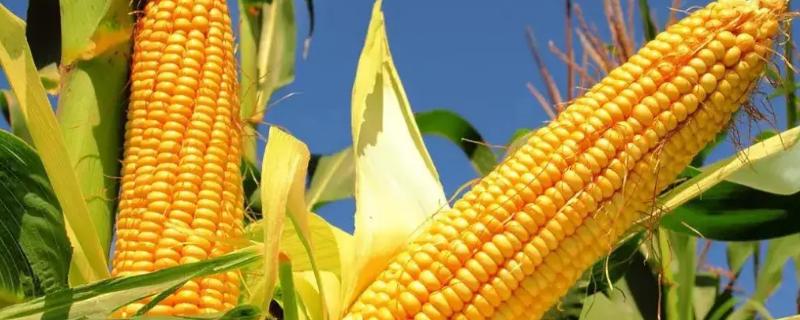 德单180玉米种子特点，6月上旬至6月中下旬播种