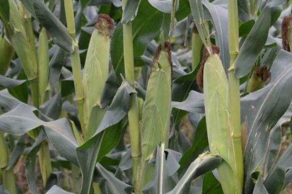 京华208玉米品种的特性，中等肥力以上地块栽培