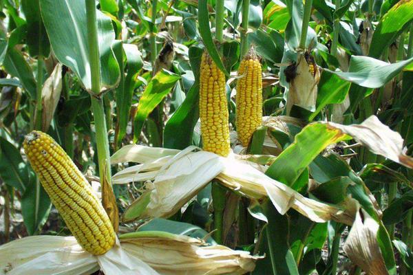 SK805玉米种子介绍，中等肥力以上地块种植