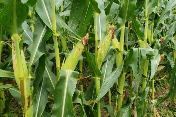 京华208玉米品种的特性，中等肥力以上地块栽培