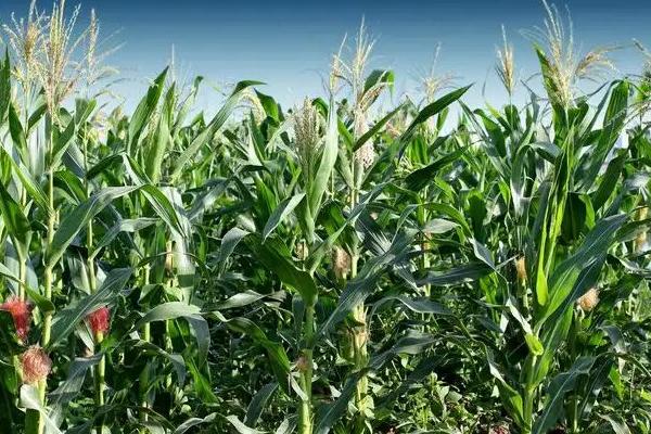 金产678玉米品种的特性，施肥总量每亩施复合肥67千克