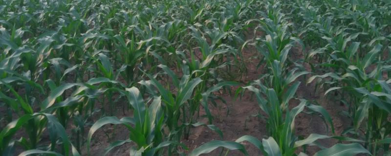 MC874玉米品种简介，中等肥力以上地块栽培