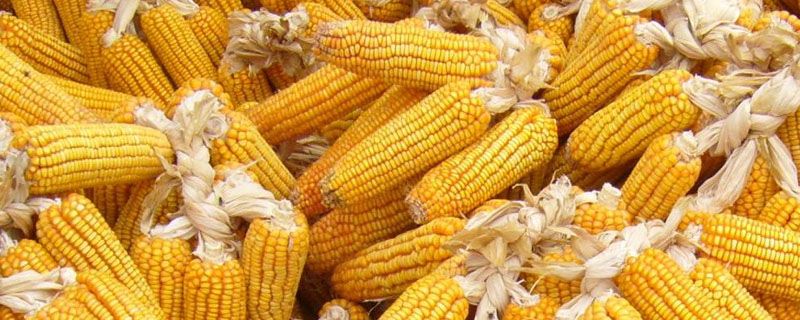 MC8728玉米品种简介，适宜播种期4月下旬至5月上旬