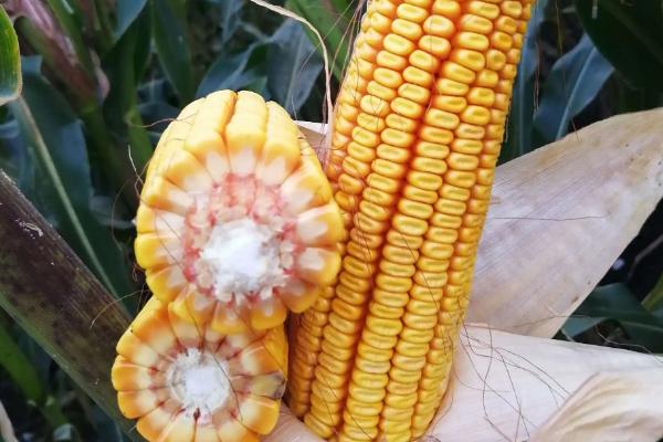 润民66玉米种子简介，确定最佳的播种期
